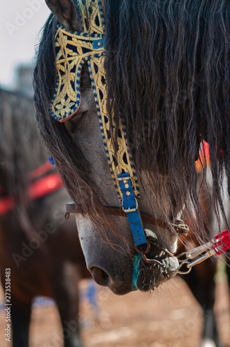 traditional fantasia horse Morocco tbourida photo