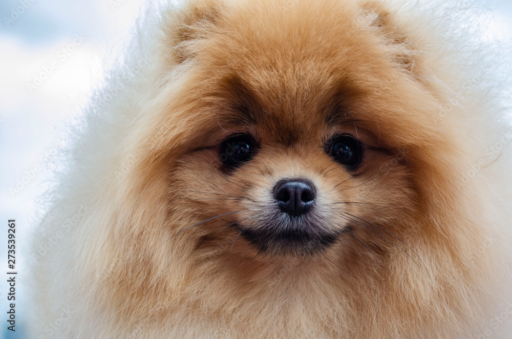 Portrait of a very cute and beautiful red pomeranian spitz-dog