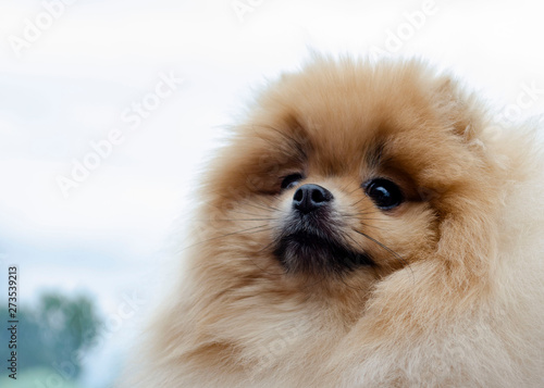 Portrait of a very cute and beautiful red pomeranian spitz-dog