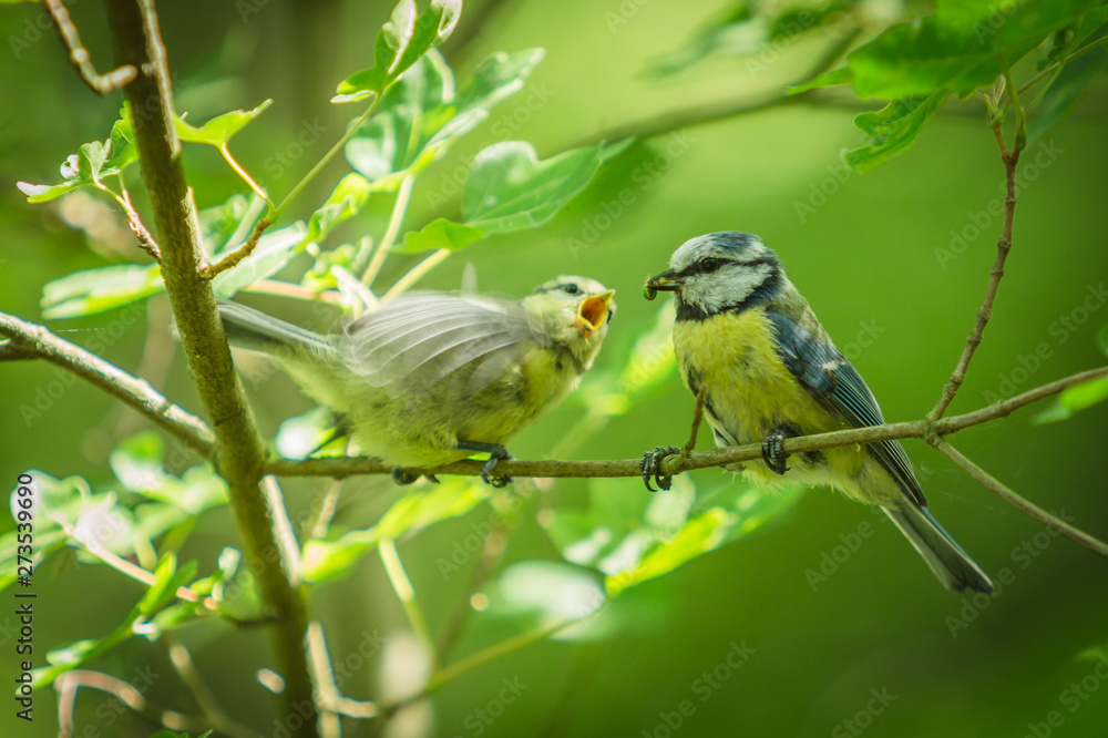 Two songbirds, blue tits, perched on a twig in a park. Adult feeding his hungry baby with open yellow beak a caterpillar Blurred green background with leaves. Sunny summer day in nature. Two songbirds, blue tits, perched on a twig in a park. Adult feeding his hungry baby with open yellow beak a caterpillar Blurred green background with leaves. Sunny summer day in nature.
