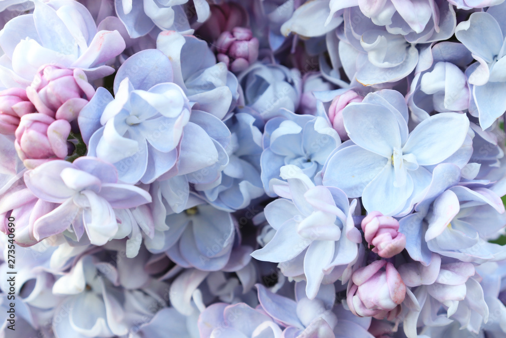 Tender delicate light blue lilac flowers and buds close up as a background Tender delicate light blue lilac flowers and buds close up as a background