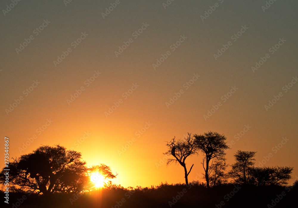 Köcherbäume vor dem Sonnenuntergang in Namibia