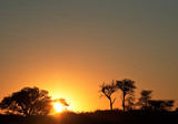 Köcherbäume vor dem Sonnenuntergang in Namibia