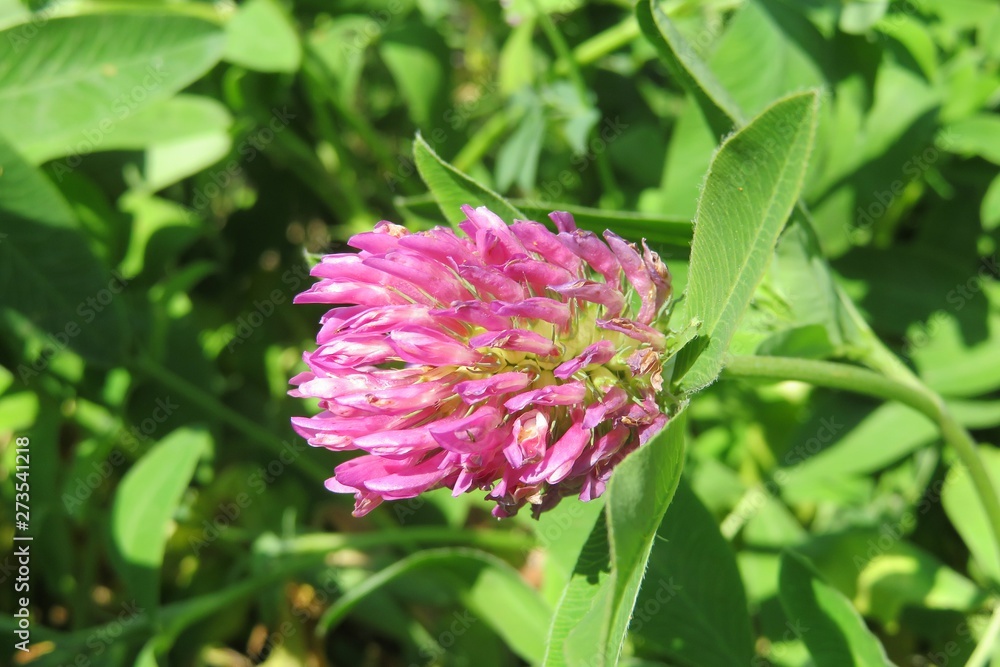 Beautiful clover flower in the meadow, closeup Beautiful clover flower in the meadow, closeup