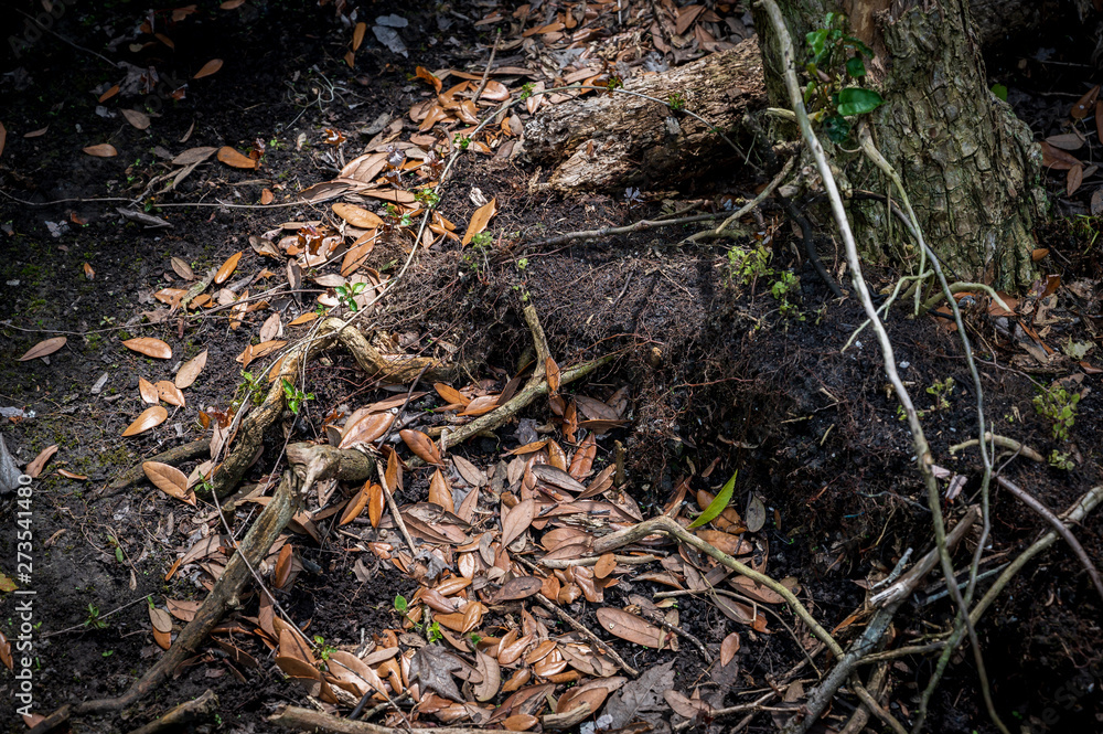 Tree Roots Protruding Through The Forest Floor Surrounded By Autumn Colored Leaves & Twigs