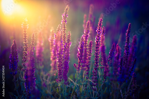 Dark field image with purple flowers at sunset.