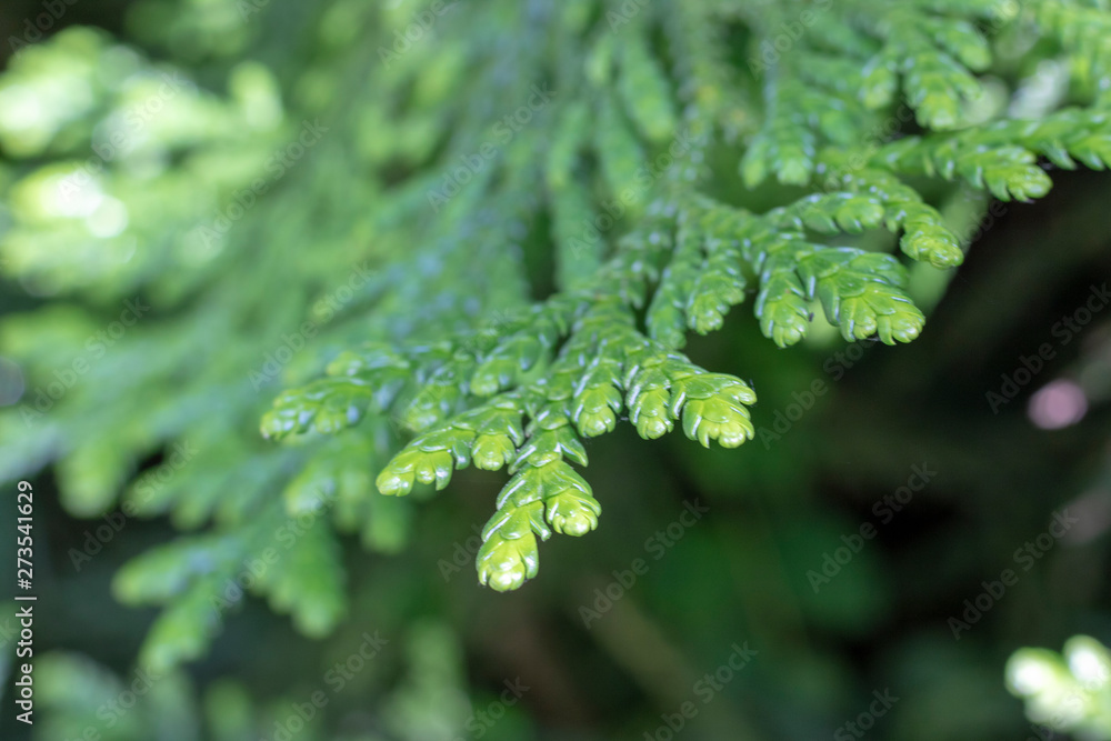 Leaves of Western redcedar (Thuja plicata) tree. Leaves of Western redcedar (Thuja plicata) tree.