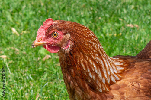 hen on grass