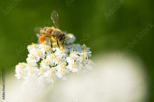 Honigbienen © waechter-media.de