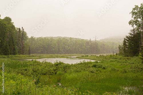 Misty morning wetlands marsh