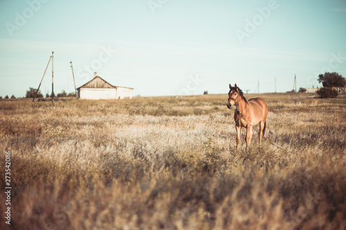 alone horse grazing on meadow in sunset