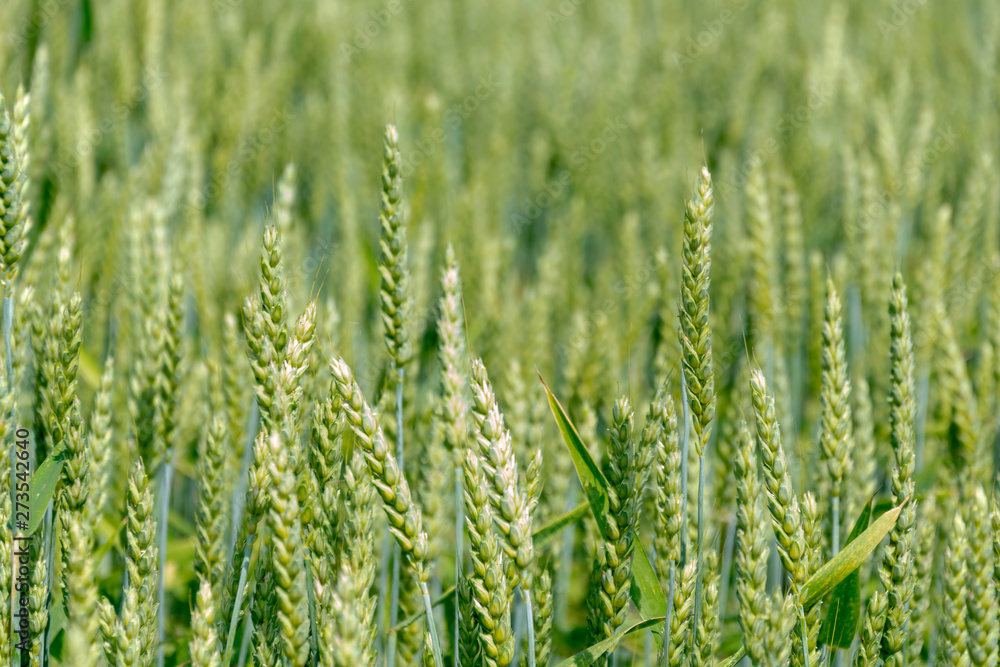 Green, immature ears of wheat in the sun. Cereal before harvesting.