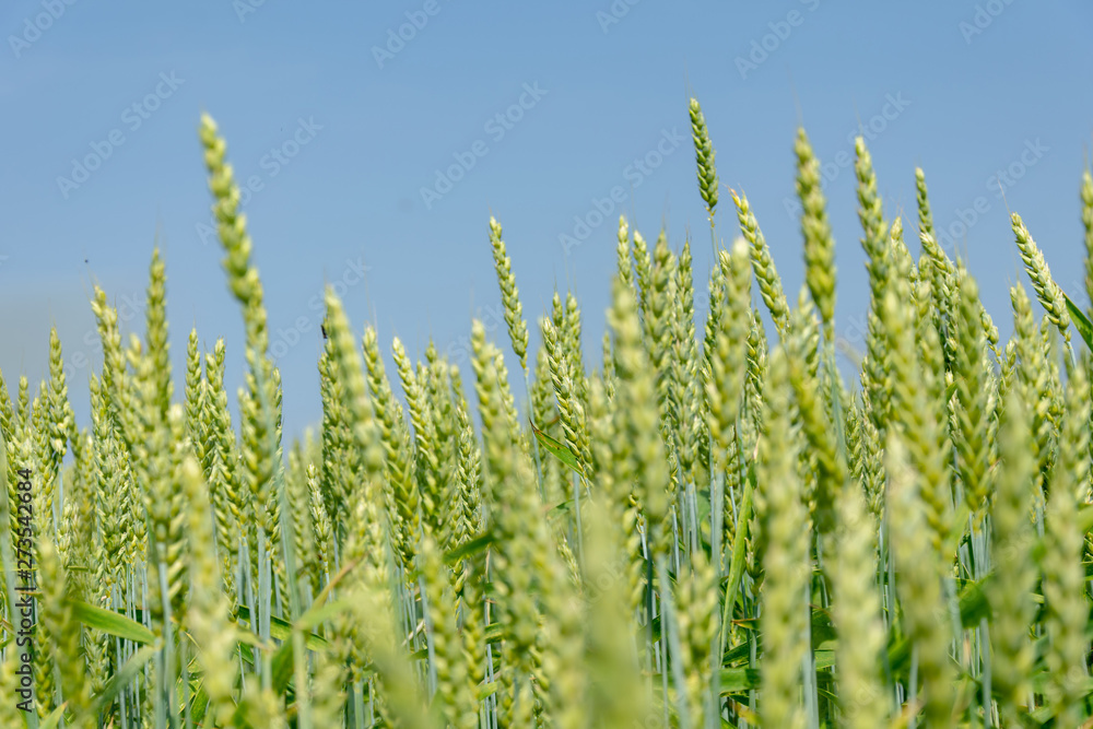 Green, immature ears of wheat in the sun. Cereal before harvesting.