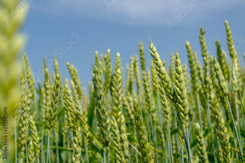 Green  immature ears of wheat in the sun. Cereal before harvesting.