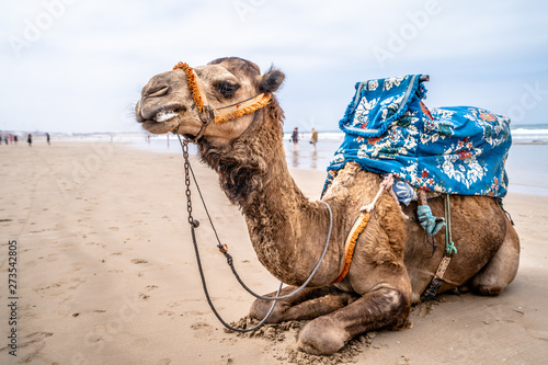 Camel on the beach