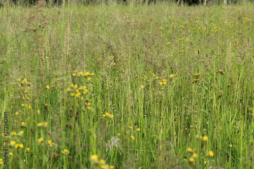 green wheat field of yellow flowers