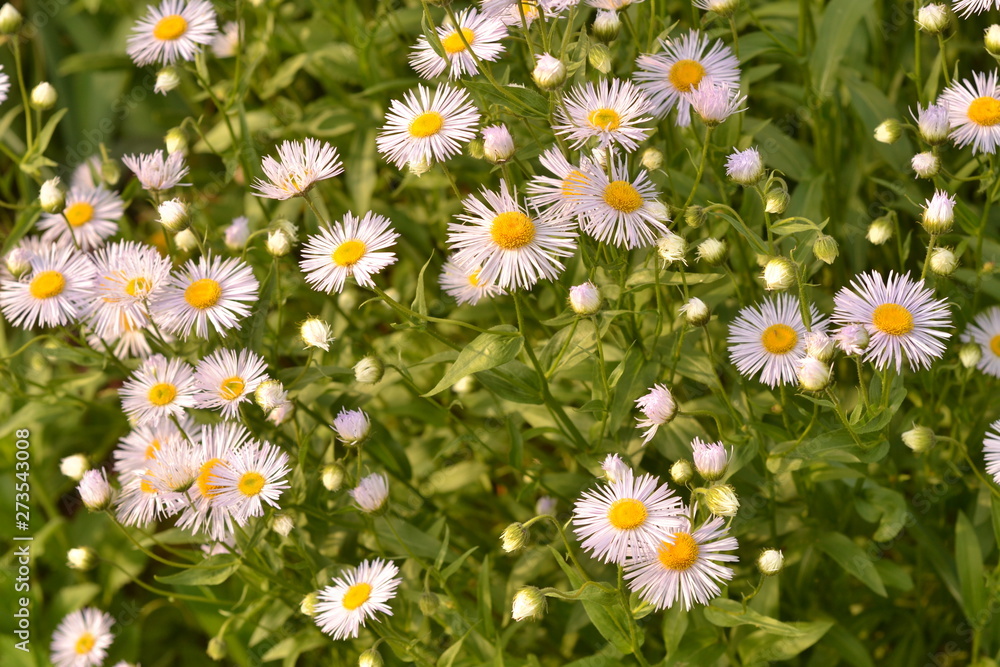Fototapeta premium Purple daisies on a green background.