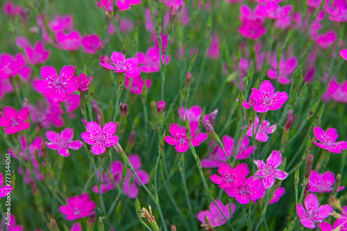 FLOWERS - carnationÑ‹ in sun day