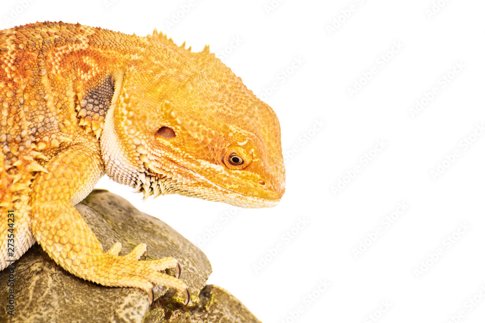Fototapeta premium Focused bearded dragon