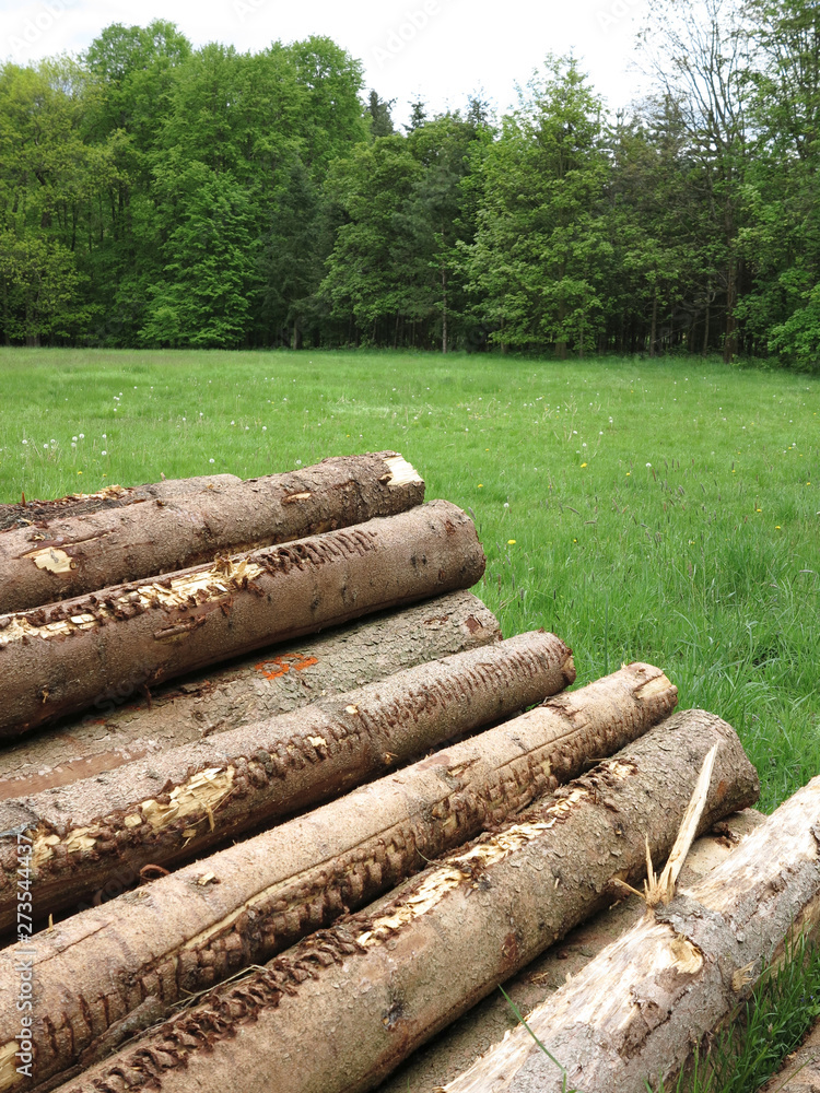 Stack of coniferous wood in the forest, felled tree trunks piled up. Stack of coniferous wood in the forest, felled tree trunks piled up.