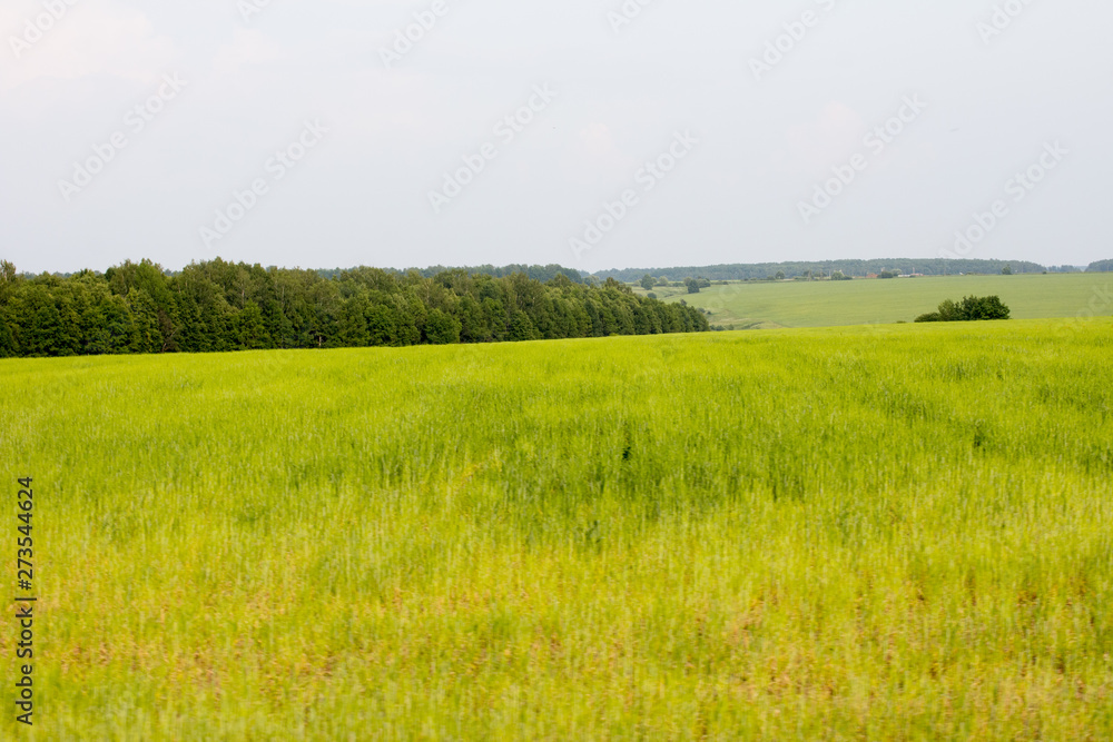 Green field and meadow. Summer and nature. Green field and meadow. Summer and nature.