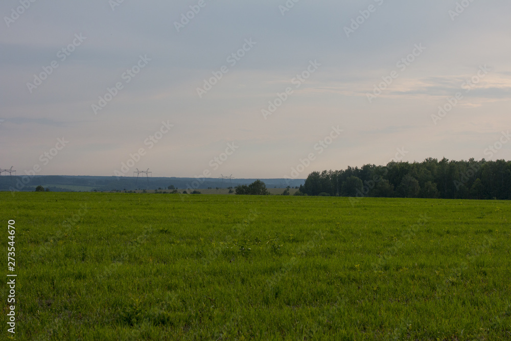 Fototapeta premium Green field and meadow. Summer and nature.