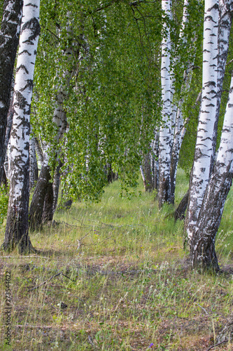 Fototapeta Naklejka Na Ścianę i Meble -  Green field and meadow. Summer and nature.