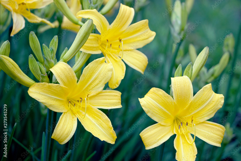 blooming yellow lily flower bushes in garden blooming yellow lily flower bushes in garden