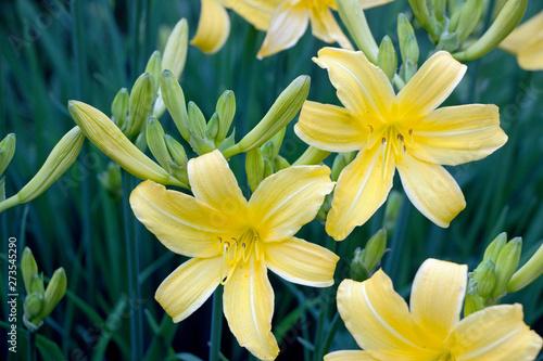 blooming yellow lily flower bushes in garden  © cceliaphoto
