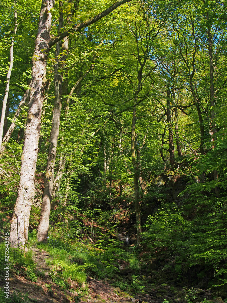 Obraz premium a small woodland valley with a stream in spring with bright green sunlit foliage in nutclough woods near hebden bridge