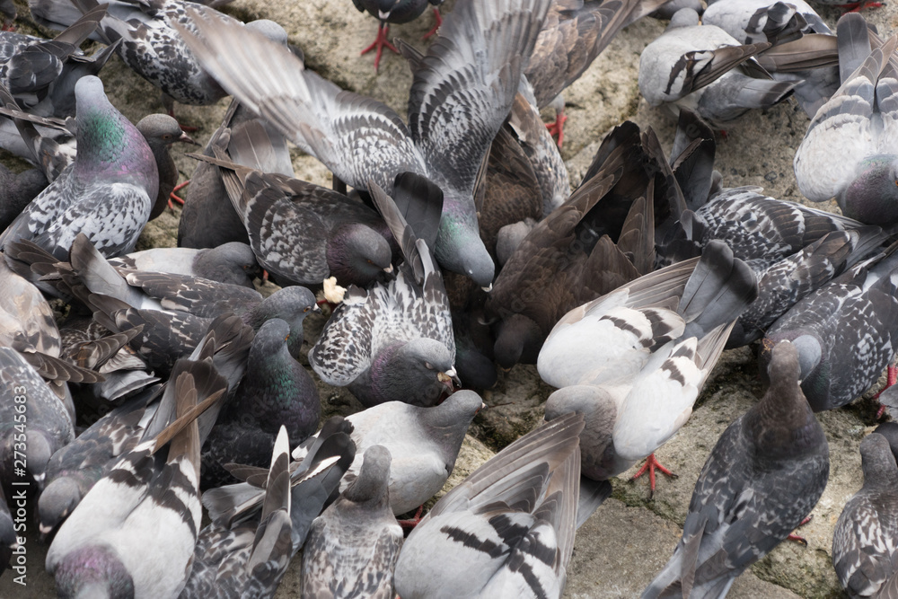 Tauben auf der Jagd nach Futter Tauben auf der Jagd nach Futter