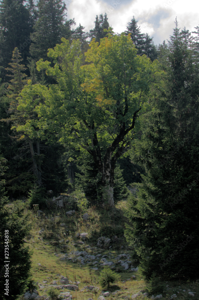 Maple on Palfries in Autumn, Swiss Alps