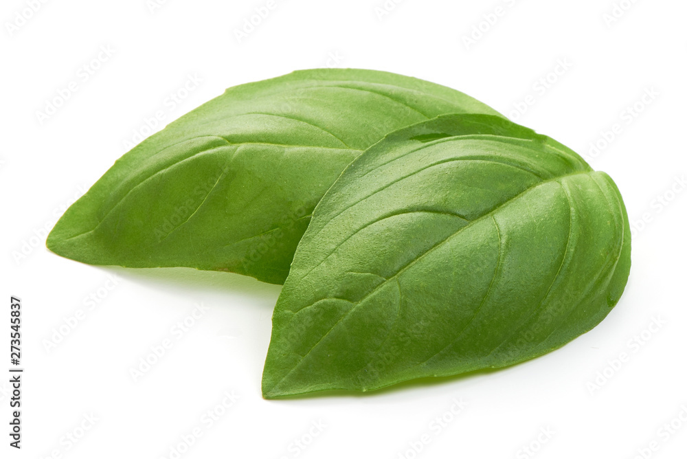 Fresh organic basil leaves, close-up, isolated on white background Fresh organic basil leaves, close-up, isolated on white background