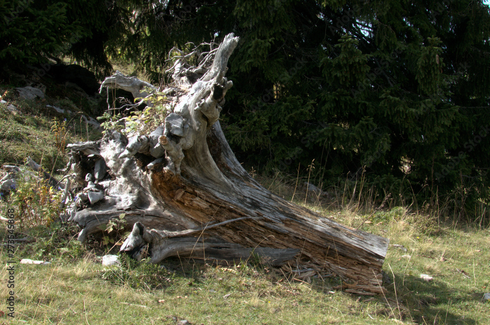 Timber on Alpine MeadowTree stump on alpine meadow, Swiss Alps above Walenstadt Timber on Alpine MeadowTree stump on alpine meadow, Swiss Alps above Walenstadt