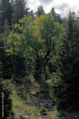 Maple on Palfries in Autumn  Swiss Alps