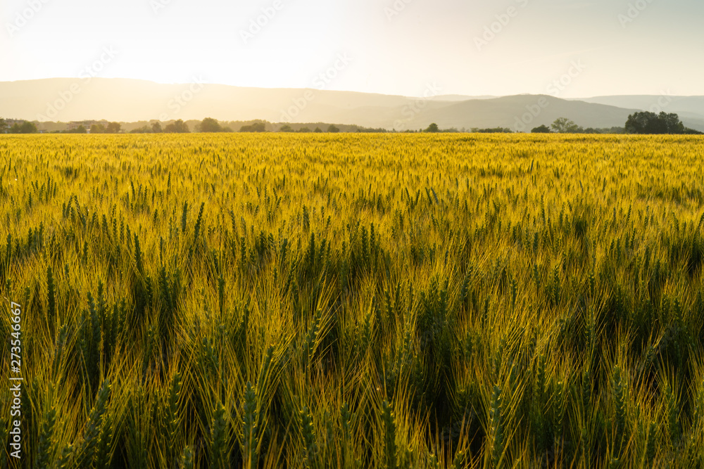 Green field full of wheat during sunset