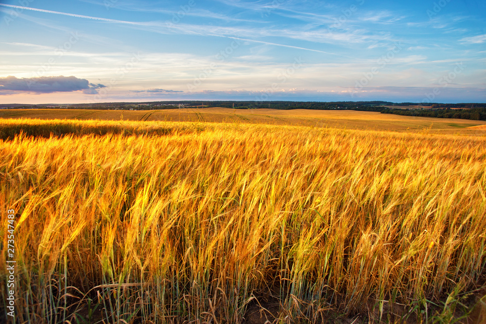 Sunset on the crop field. Belarus, rural countryside.