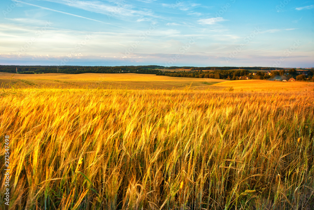 Gold Wheat flied panorama with village on background, rural countryside