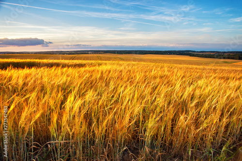 Sunset on the crop field. Belarus, rural countryside.