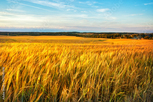 Gold Wheat flied panorama with village on background  rural countryside