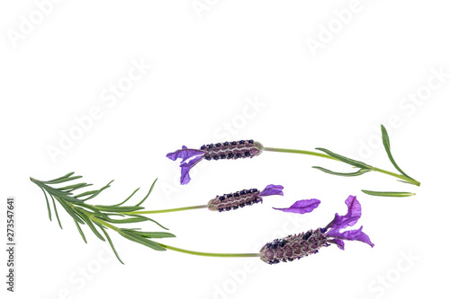 close up of Spanish lavender flowers arranged on white background with copy space above