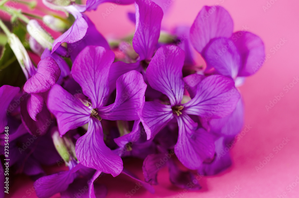 Small purple flower. Spring violet phlox flower against color background.