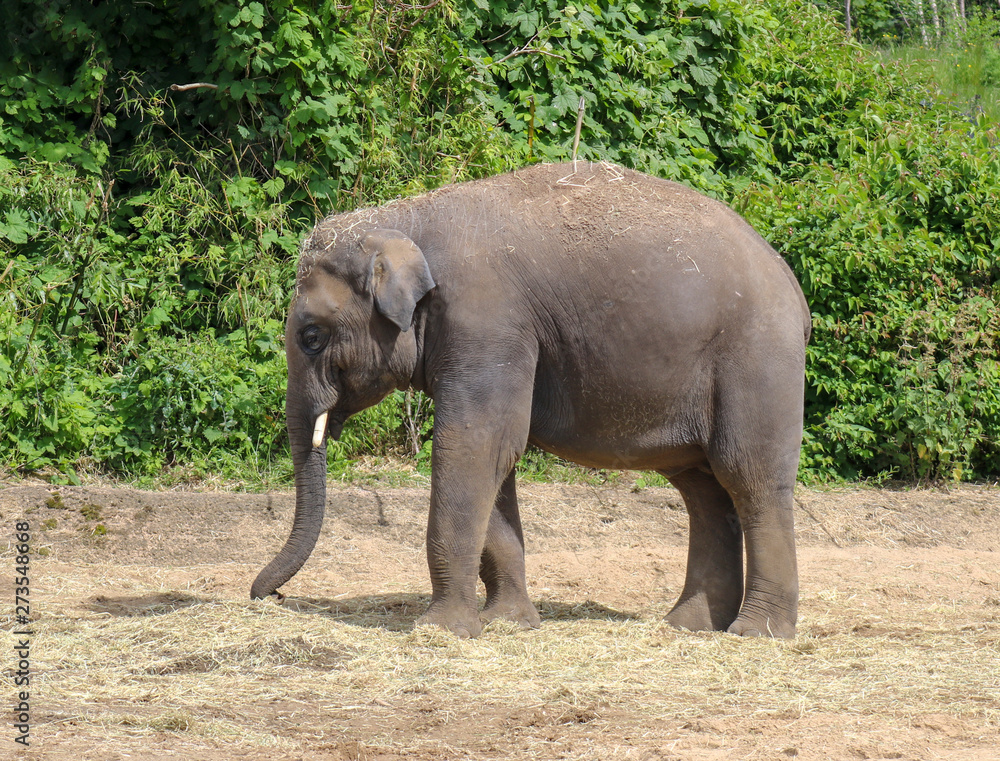 Fototapeta premium Elephant in the zoo of Dublin. Ireland.