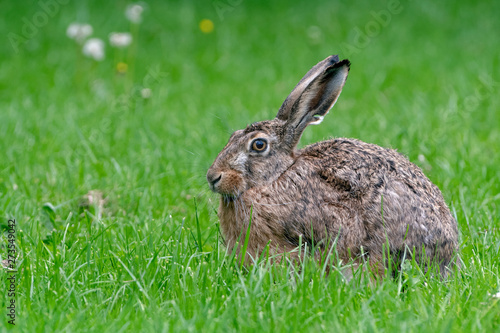 Brown hare resting in the grass