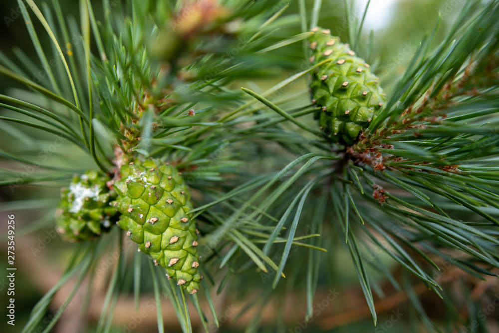 Big young pine cones. Coniferous fruit in Central Europe. Big young pine cones. Coniferous fruit in Central Europe.