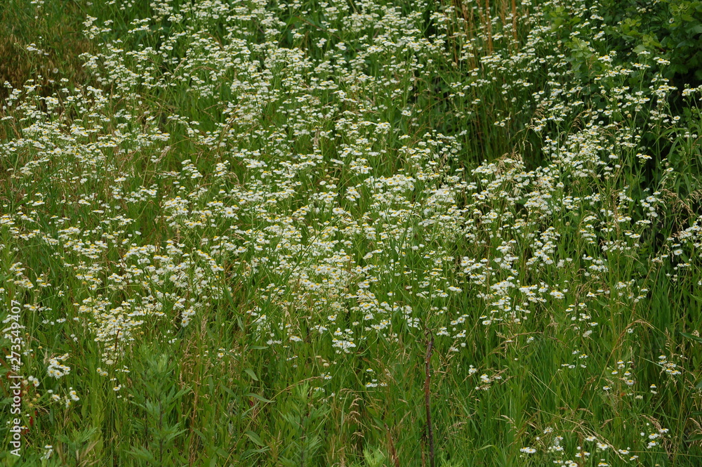 white flowers in the meadow white flowers in the meadow