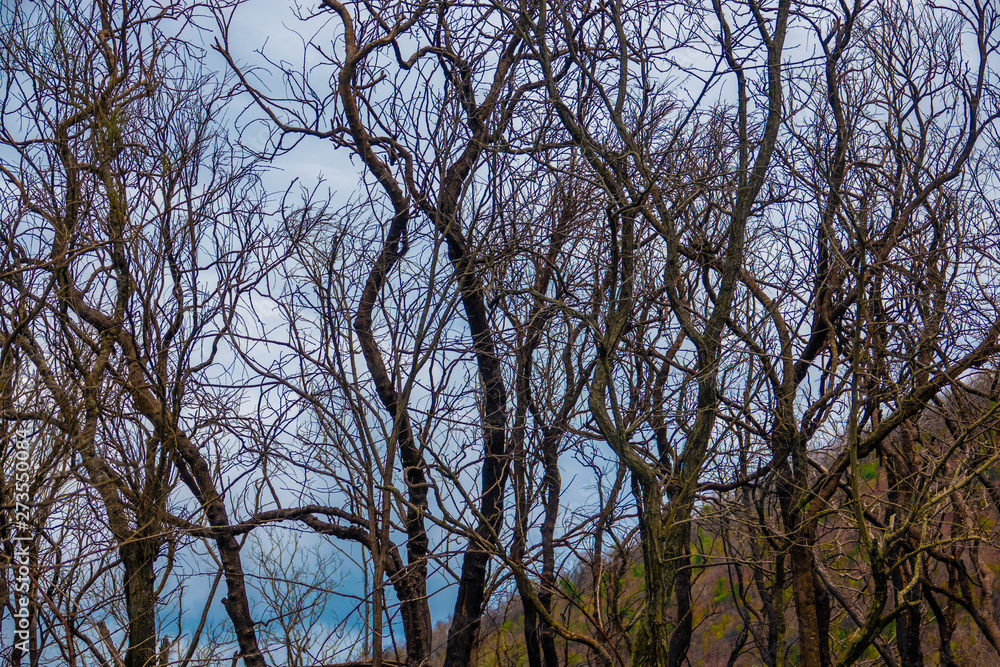 Obraz premium A forest of partially burned trees, at the base of Mount Vesuvius, in the Campania region of southern Italy.