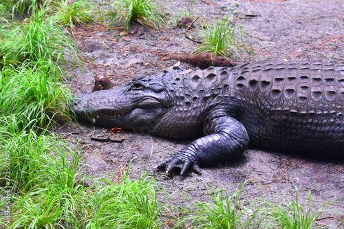 Large male American alligator gets some sun on the bank of a river in a dense southern swamp.
