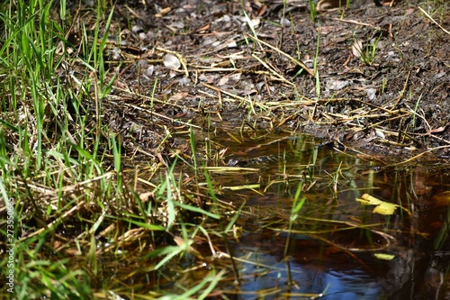 A new baby American alligator hides among the grass at the bank of a southern swamp.