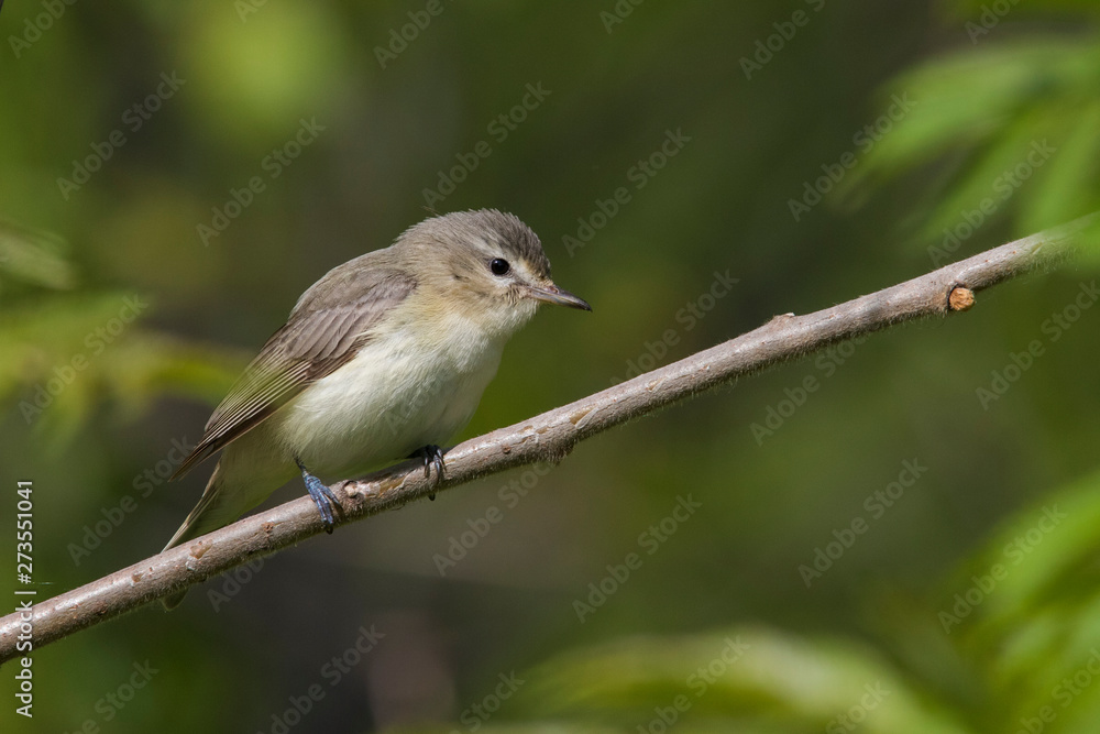 warbling vireo (Vireo gilvus) singing in spring warbling vireo (Vireo gilvus) singing in spring